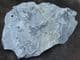 MULTIPLE GRAPTOLITES - LOWER ORDOVICIAN, OSLOFJORD, NORWAY.
