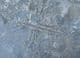 MULTIPLE GRAPTOLITES - LOWER ORDOVICIAN, OSLOFJORD, NORWAY.