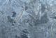 MULTIPLE GRAPTOLITES - LOWER ORDOVICIAN, OSLOFJORD, NORWAY.