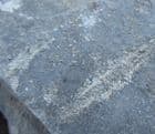 MULTIPLE GRAPTOLITES - LOWER ORDOVICIAN, OSLOFJORD, NORWAY.