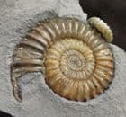 MUSEUM QUALITY ARNIOCERAS SEMICOSTRATOIDES  WITH XIPHEROCERAS - JURASSIC, LYME REGIS.