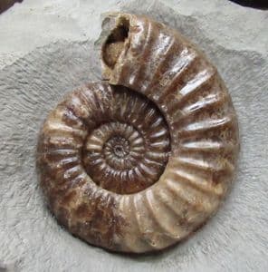 MUSEUM QUALITY DISPLAY ASTEROCERAS FROM LYME REGIS.