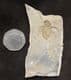 MUSEUM QUALITY DRAGONFLY LARVA - LOWER MIOCENE, GERMANY.