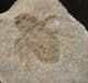 MUSEUM QUALITY DRAGONFLY LARVA - LOWER MIOCENE, GERMANY.