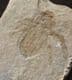 MUSEUM QUALITY DRAGONFLY LARVA - LOWER MIOCENE, GERMANY.