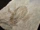 MUSEUM QUALITY DRAGONFLY LARVA - LOWER MIOCENE, GERMANY.
