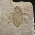 MUSEUM QUALITY DRAGONFLY LARVA - LOWER MIOCENE, GERMANY.