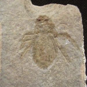 MUSEUM QUALITY DRAGONFLY LARVA - LOWER MIOCENE, GERMANY.