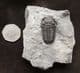 MUSEUM QUALITY ELDREGEOPS - DEVONIAN, PENN-DIXIE QUARRY , NEW YORK STATE.