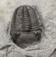 MUSEUM QUALITY ELDREGEOPS - DEVONIAN, PENN-DIXIE QUARRY , NEW YORK STATE.