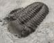 MUSEUM QUALITY ELDREGEOPS - DEVONIAN, PENN-DIXIE QUARRY , NEW YORK STATE.