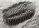 MUSEUM QUALITY ELDREGEOPS - DEVONIAN, PENN-DIXIE QUARRY , NEW YORK STATE.