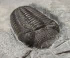 MUSEUM QUALITY ELDREGEOPS - DEVONIAN, PENN-DIXIE QUARRY , NEW YORK STATE.