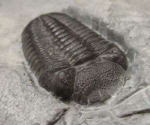 MUSEUM QUALITY ELDREGEOPS - DEVONIAN, PENN-DIXIE QUARRY , NEW YORK STATE.