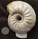 MUSEUM QUALITY EMILEIA BROCCHI - JURASSIC, DORSET.