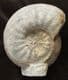 MUSEUM QUALITY EMILEIA BROCCHI - JURASSIC, DORSET.