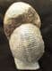 MUSEUM QUALITY EMILEIA BROCCHI - JURASSIC, DORSET.