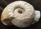 MUSEUM QUALITY EMILEIA BROCCHI - JURASSIC, DORSET.