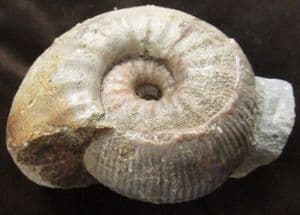 MUSEUM QUALITY EMILEIA BROCCHI - JURASSIC, DORSET.