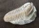 MUSEUM QUALITY FLEXICALYMENE MEEKI - ORDOVICIAN, OHIO,USA.