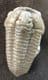 MUSEUM QUALITY FLEXICALYMENE MEEKI - ORDOVICIAN, OHIO,USA.