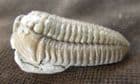 MUSEUM QUALITY FLEXICALYMENE MEEKI - ORDOVICIAN, OHIO,USA.