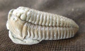 MUSEUM QUALITY FLEXICALYMENE MEEKI - ORDOVICIAN, OHIO,USA.