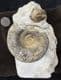 MUSEUM QUALITY GONOLKITES CONVERGENS WITH TEREBRATULID - JURASSIC, DORSET.