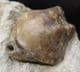 MUSEUM QUALITY GONOLKITES CONVERGENS WITH TEREBRATULID - JURASSIC, DORSET.