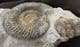 MUSEUM QUALITY GONOLKITES CONVERGENS WITH TEREBRATULID - JURASSIC, DORSET.