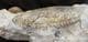MUSEUM QUALITY GONOLKITES CONVERGENS WITH TEREBRATULID - JURASSIC, DORSET.