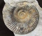 MUSEUM QUALITY GONOLKITES CONVERGENS WITH TEREBRATULID - JURASSIC, DORSET.