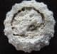 MUSEUM QUALITY HEMICIDARIS CRENULARIS - JURASSIC, FRANCE.