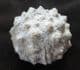 MUSEUM QUALITY HEMICIDARIS CRENULARIS - JURASSIC, FRANCE.