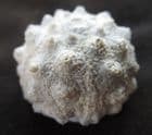 MUSEUM QUALITY HEMICIDARIS CRENULARIS - JURASSIC, FRANCE.