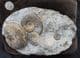 MUSEUM QUALITY MULTI LUDWIGIA BEACH NODULE - JURASSIC, ISLE OF SKYE.