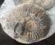 MUSEUM QUALITY MULTI LUDWIGIA BEACH NODULE - JURASSIC, ISLE OF SKYE.