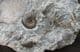 MUSEUM QUALITY MULTI LUDWIGIA BEACH NODULE - JURASSIC, ISLE OF SKYE.
