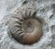 MUSEUM QUALITY MULTI LUDWIGIA BEACH NODULE - JURASSIC, ISLE OF SKYE.