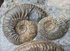 MUSEUM QUALITY MULTI LUDWIGIA BEACH NODULE - JURASSIC, ISLE OF SKYE.