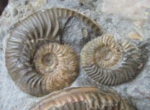 MUSEUM QUALITY MULTI LUDWIGIA BEACH NODULE - JURASSIC, ISLE OF SKYE.