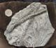 MUSEUM QUALITY MUTTI CRINOID SLAB - JURASSIC, LYME REGIS.