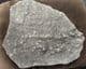 MUSEUM QUALITY MUTTI CRINOID SLAB - JURASSIC, LYME REGIS.
