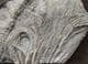 MUSEUM QUALITY MUTTI CRINOID SLAB - JURASSIC, LYME REGIS.