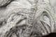 MUSEUM QUALITY MUTTI CRINOID SLAB - JURASSIC, LYME REGIS.