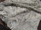 MUSEUM QUALITY MUTTI CRINOID SLAB - JURASSIC, LYME REGIS.