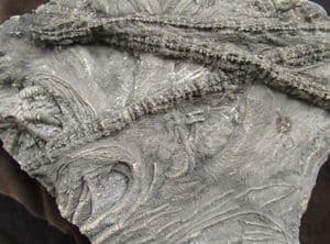 MUSEUM QUALITY MUTTI CRINOID SLAB - JURASSIC, LYME REGIS.