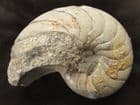 MUSEUM QUALITY NAUTILUS - JURASSIC, DORSET.