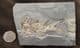 MUSEUM QUALITY PERMIAN FISH FROM GERMANY.