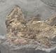 MUSEUM QUALITY PERMIAN FISH FROM GERMANY.